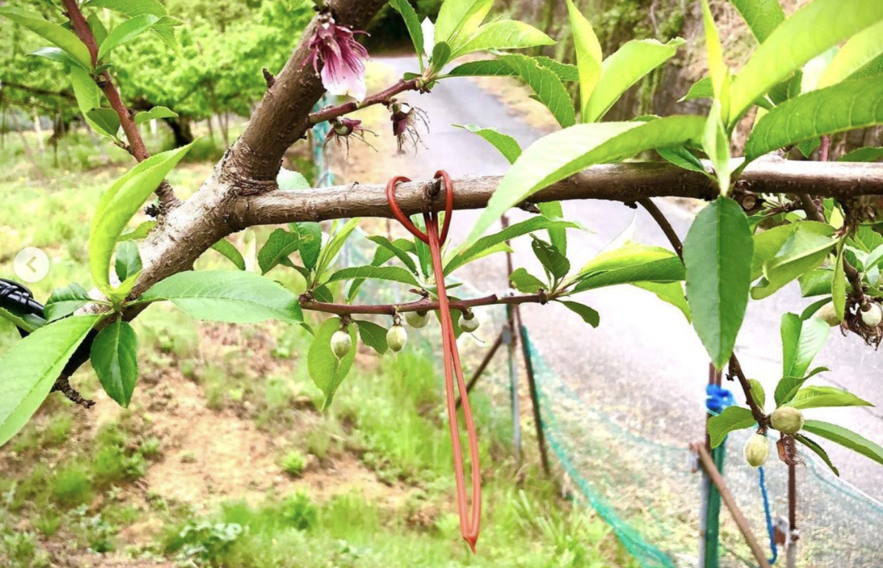 農薬もなるべく使いません