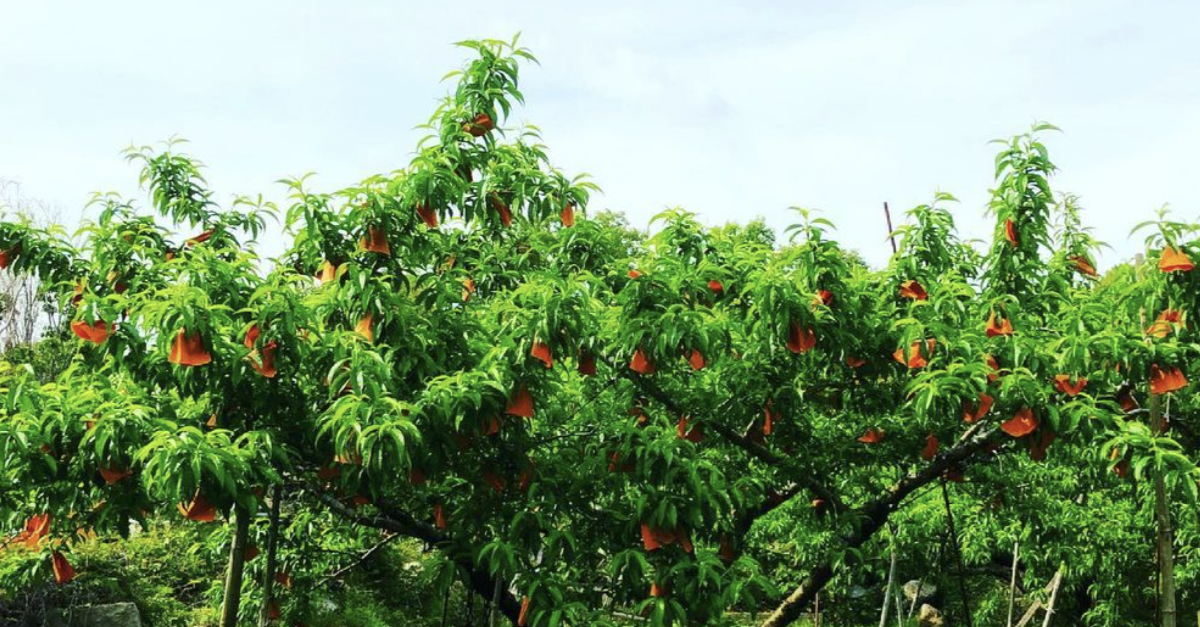 除草剤はできたら使いたくない