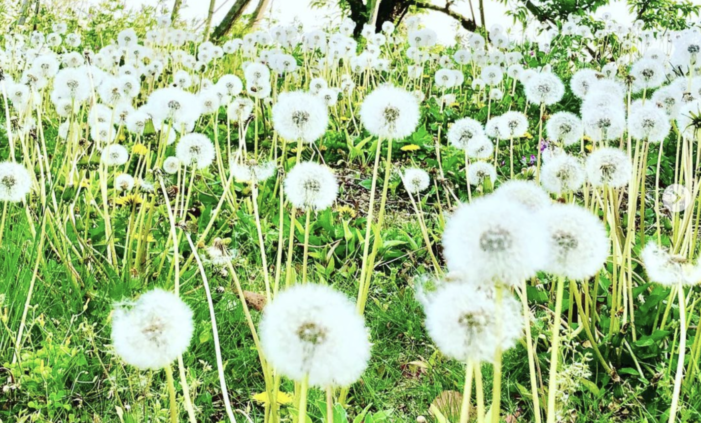 除草剤はできたら使いたくない